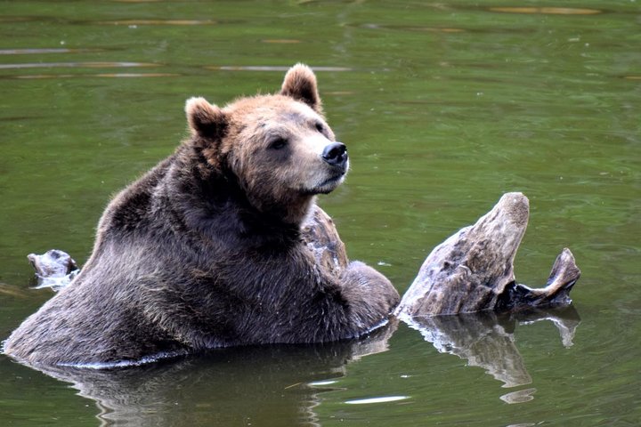 Simply Amazing Sitka Tour: Fortress of the Bear, Alaska Raptor, & Totems