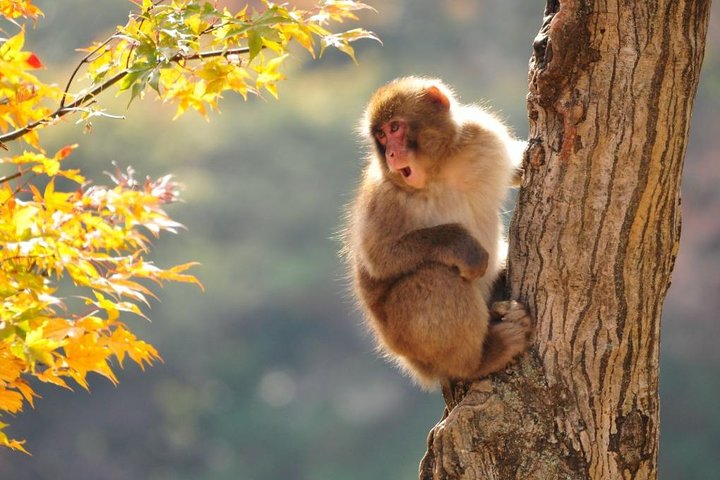 1-Day Snow Monkeys, Zenko-ji Temple & Sake in Nagano