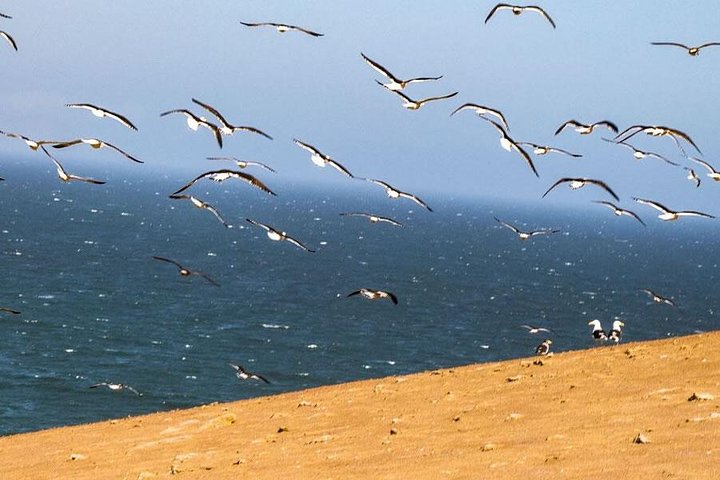 ATV Tour Adventure in Reserva Nacional de Paracas