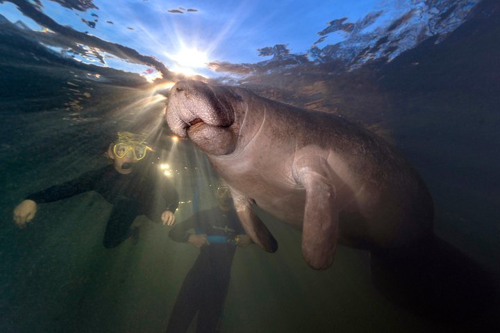 Manatee Swim Tour with In Water Photographer