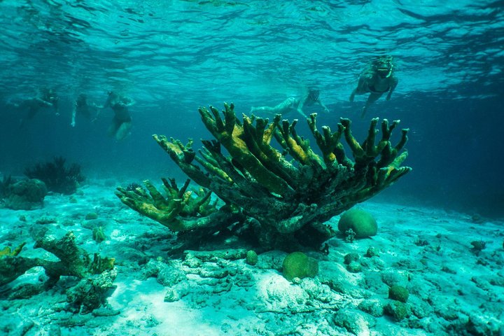 Clearbottom Mangrove Kayak & Snorkel tour