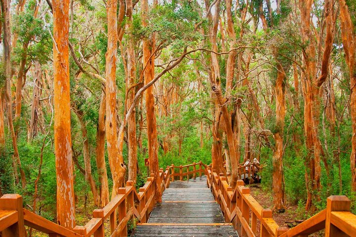 Nahuel Huapi Lake Cruise with Victoria Island and Arrayan Forest Walk
