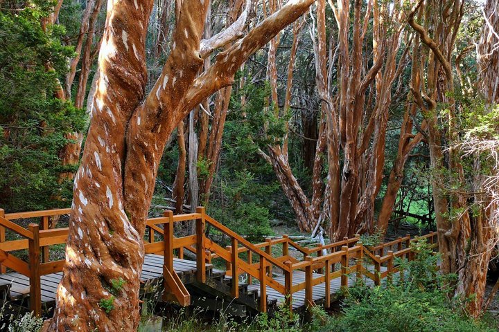 Nahuel Huapi Lake Cruise with Victoria Island and Arrayan Forest Walk