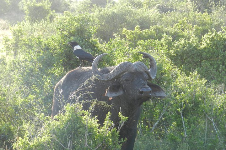 Port Elizabeth Shore Excursion: Addo Elephant Full Day Safari &"Braai"Lunch(BBQ)