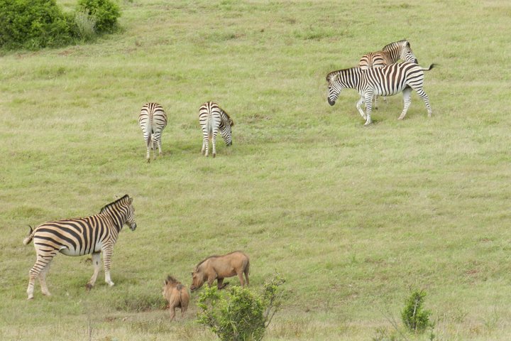 Port Elizabeth Shore Excursion: Addo Elephant Full Day Safari &"Braai"Lunch(BBQ)