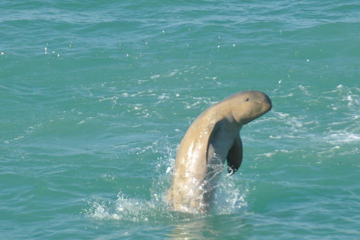 Snubfin Dolphin Eco Cruise from Broome