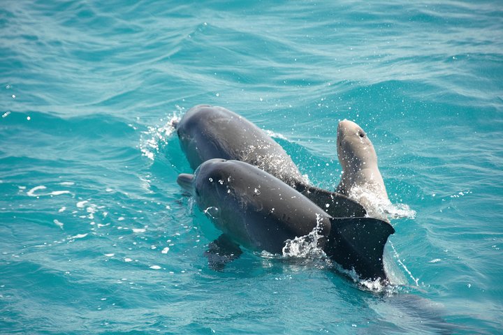 Snubfin Dolphin Eco Cruise from Broome