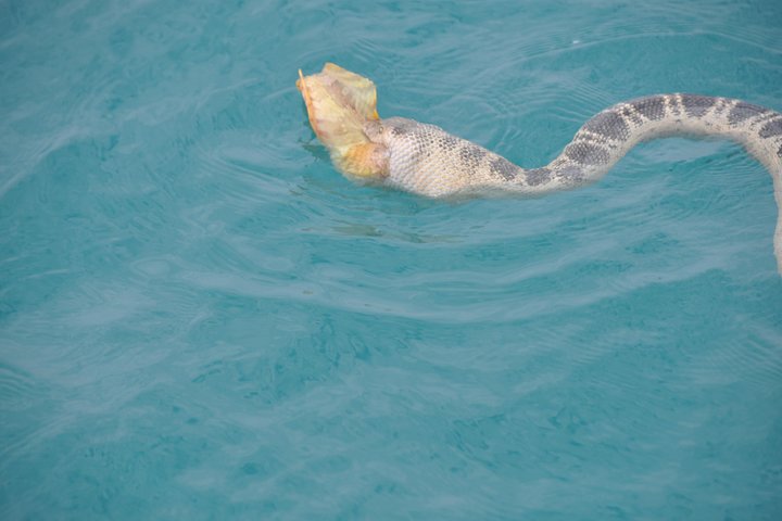 Snubfin Dolphin Eco Cruise from Broome