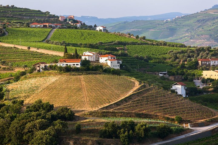 Douro Valley Tour: Wine Tasting, Cruise and Lunch from Porto