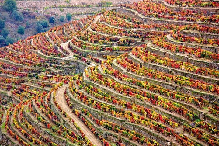 Douro Valley Tour: Wine Tasting, Cruise and Lunch from Porto