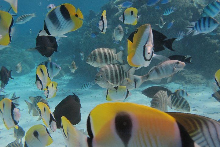 Half day Snorkeling Shared Boat Tour in Bora Bora