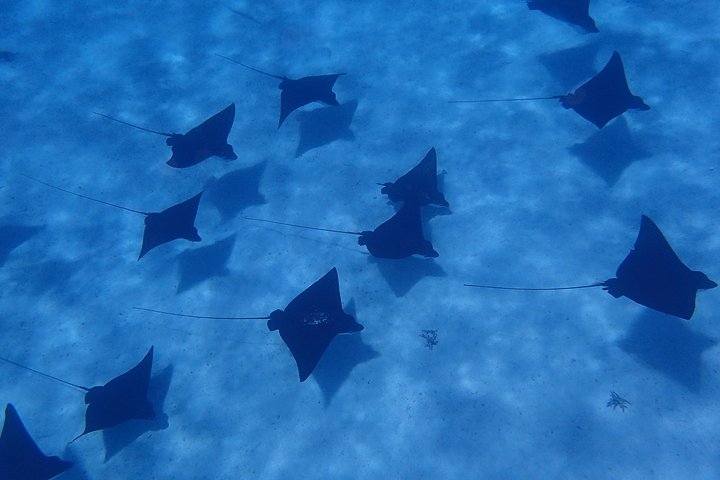 Half day Snorkeling Shared Boat Tour in Bora Bora