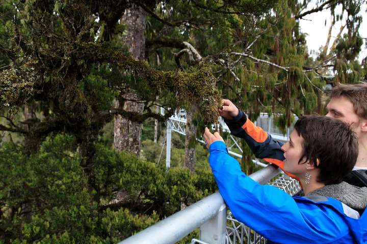 Explore Hokitika Gorge and Tree Top Walkway