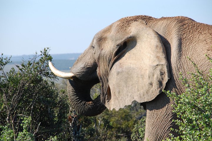 Addo Elephant Park All-Inclusive Day Safari from Port Elizabeth