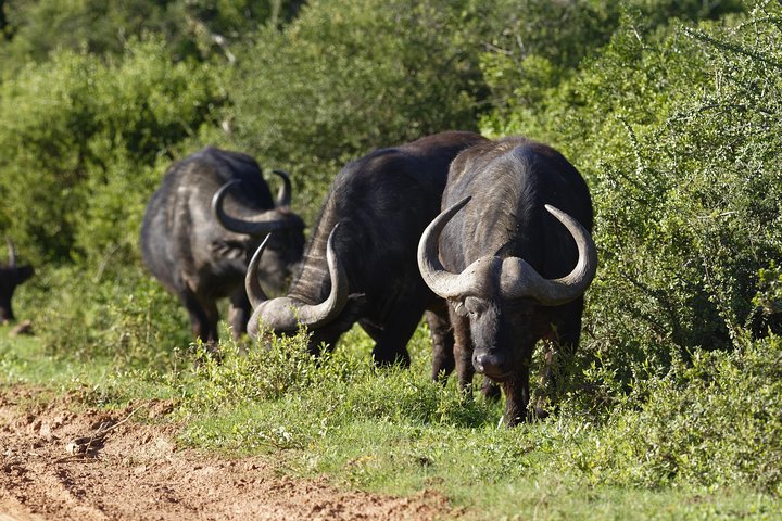 Addo Elephant Park All-Inclusive Day Safari from Port Elizabeth