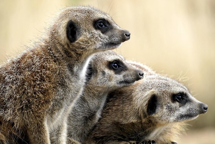 Addo Elephant Park All-Inclusive Day Safari from Port Elizabeth