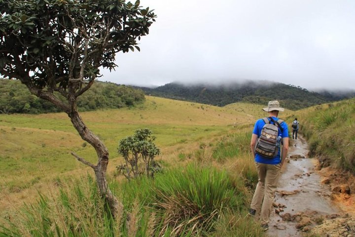 Nuwara Eliya: All Inclusive Horton Plains & Tea Plucking Day Trip