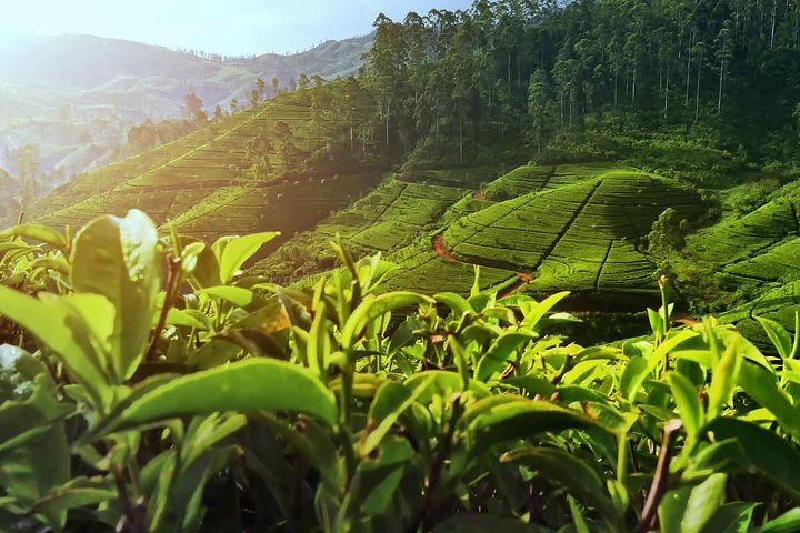 Nuwara Eliya: All Inclusive Horton Plains & Tea Plucking Day Trip