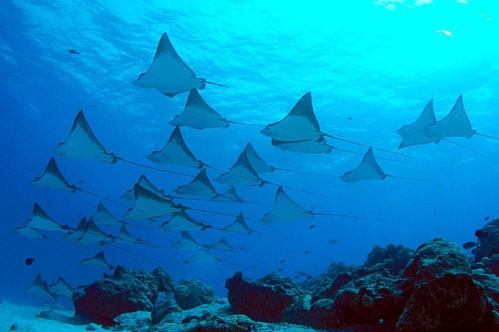 Nusa Penida Snorkeling Adventure (Private & All-Inclusive)