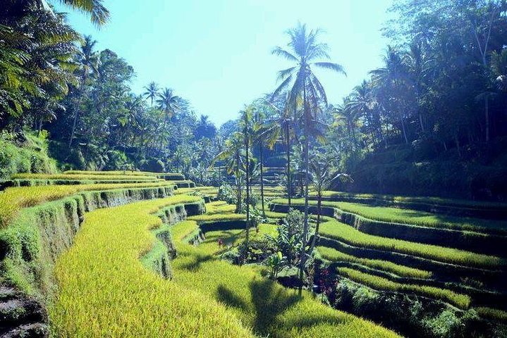 Bali Sensational Barong Dance And Kintamani Volcano Day Tour - All Inclusive