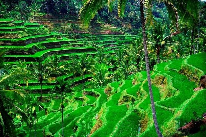 Bali Sensational Barong Dance And Kintamani Volcano Day Tour - All Inclusive