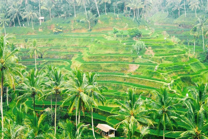 Best of Ubud Full-Day Tour with Jungle Swing