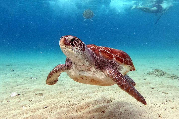 Best Highlight Island Tour - Perfect Day Tour. Small group Tour