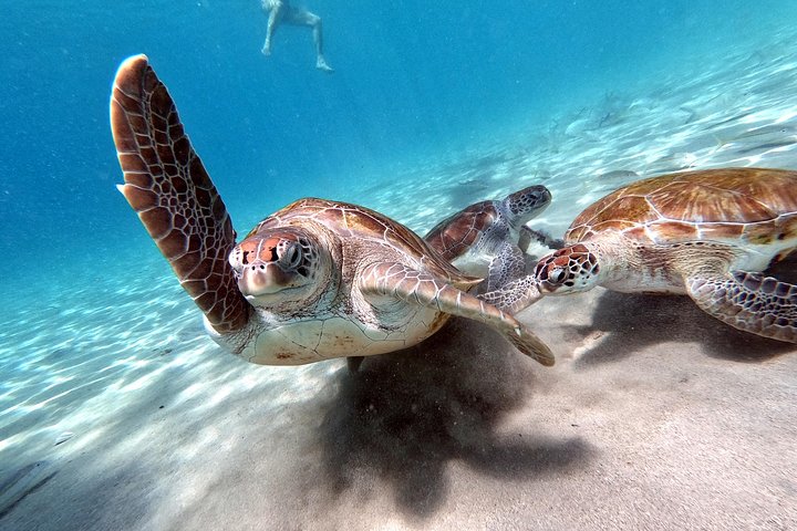 Best Highlight Island Tour - Perfect Day Tour. Small group Tour