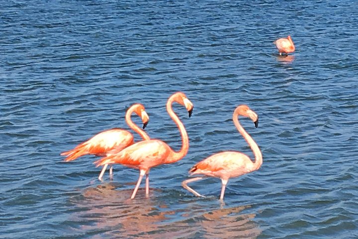 Best Highlight Island Tour - Perfect Day Tour. Small group Tour