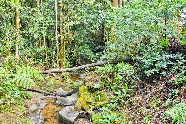Kinabalu Park & Poring Hot Springs Tour with Desa Dairy Farm