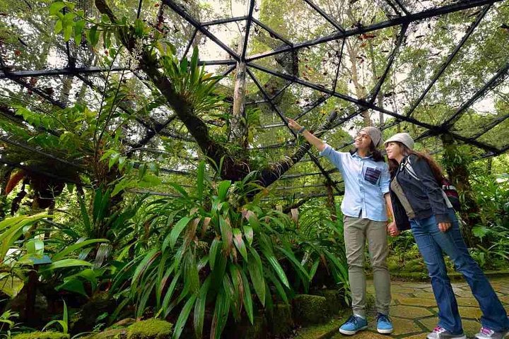 Kinabalu Park & Poring Hot Springs Tour with Desa Dairy Farm
