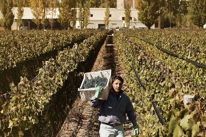 Renacer Winery Experience