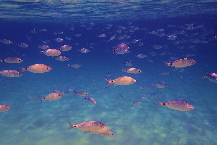 Tropea to Capo Vaticano, the Best Boat Tour. Max 8-12 Passengers