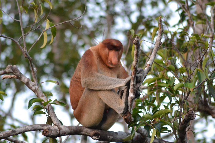 3 Days Deluxe Cabin Houseboat Orangutan Tanjung Puting
