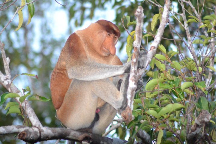 3 Days Deluxe Cabin Houseboat Orangutan Tanjung Puting