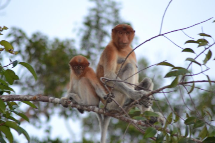 3 Days Deluxe Cabin Houseboat Orangutan Tanjung Puting