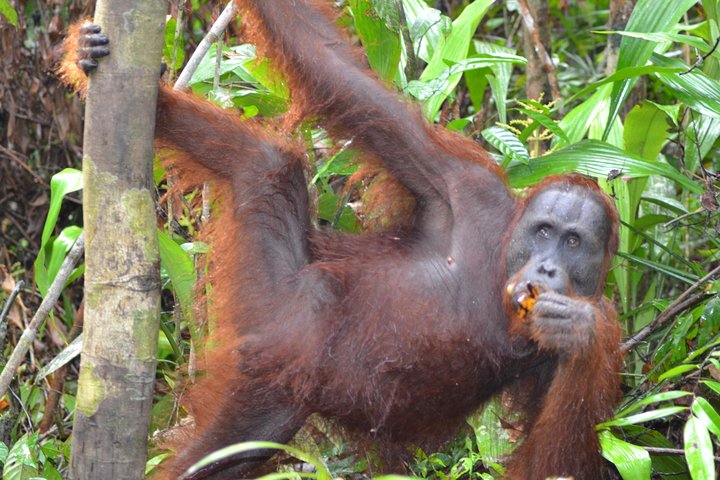 3 Days Deluxe Cabin Houseboat Orangutan Tanjung Puting