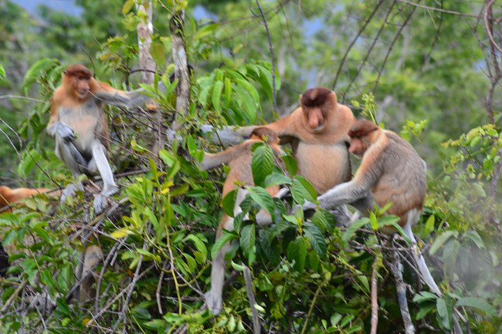 3 Days Deluxe Cabin Houseboat Orangutan Tanjung Puting