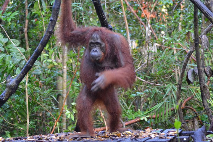 Orangutan Tanjung Puting Honeymoon CoupleTour