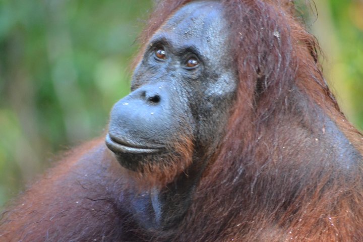3 Days Deluxe Cabin Houseboat Orangutan Tanjung Puting