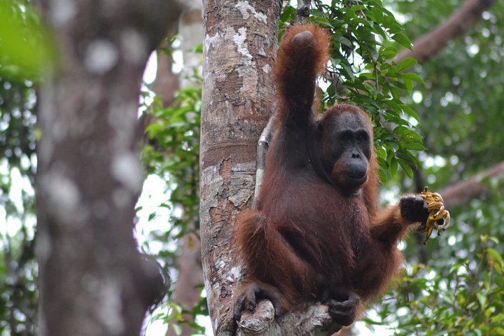 3 Days Deluxe Cabin Houseboat Orangutan Tanjung Puting