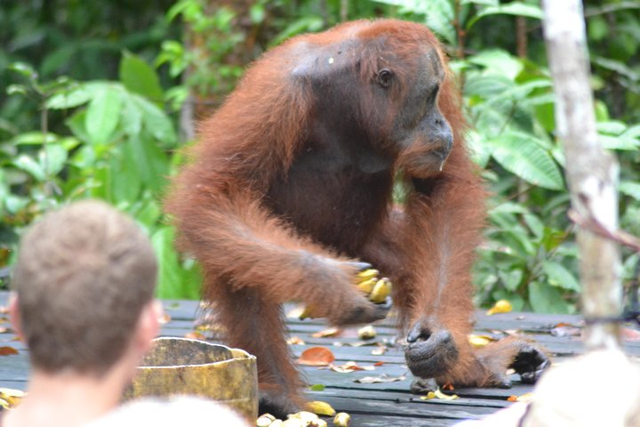 Dayak Lamandau & Orangutan Tanjung Puting Park Tour 6 Days