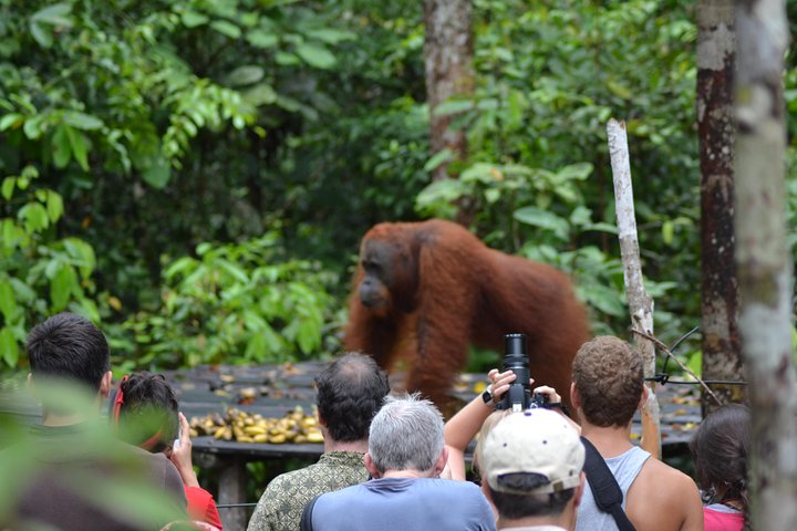 3 Days Deluxe Cabin Houseboat Orangutan Tanjung Puting