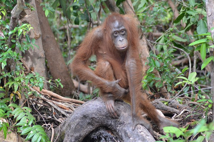 3 Days Deluxe Cabin Houseboat Orangutan Tanjung Puting