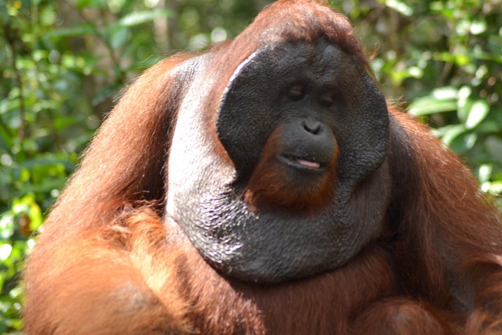 3 Days Deluxe Cabin Houseboat Orangutan Tanjung Puting