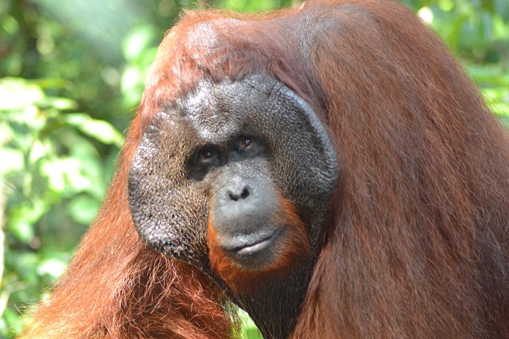 3 Days Deluxe Cabin Houseboat Orangutan Tanjung Puting