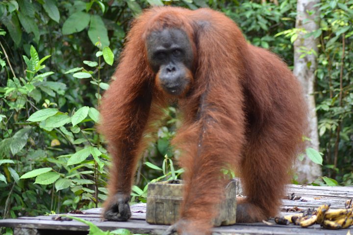 3 Days Deluxe Cabin Houseboat Orangutan Tanjung Puting