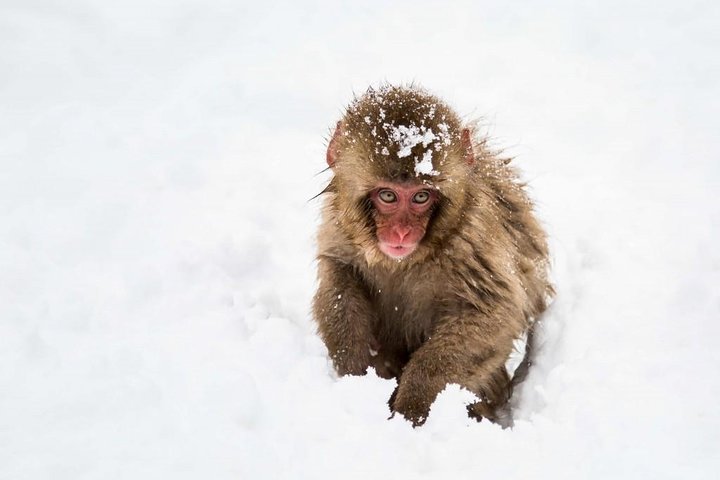 1-Day Snow Monkeys, Zenko-ji Temple & Sake in Nagano