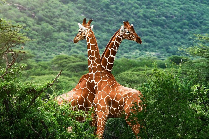 Elephant Orphanage & Giraffe Centre Tour