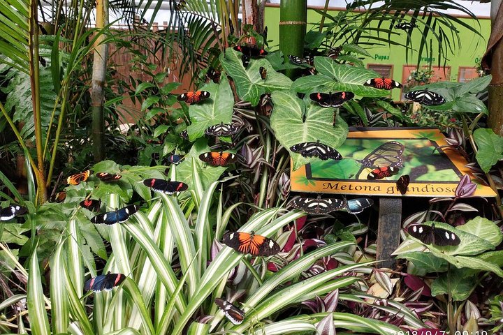 Mindo Cloud Forest Private Tour: Chocolate, Coffee, Birds, Nature